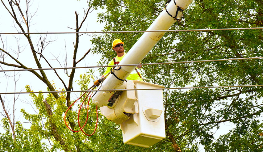 vegetation management services image